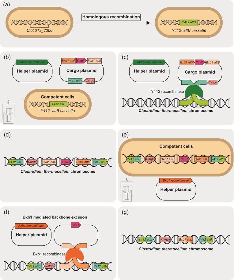 Thermophilic site-specific recombination system for rapid insertion of heterologous DNA into the Clostridium thermocellum chromosome.