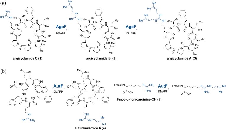 Biosynthesis of guanidine-containing natural products in cyanobacteria.