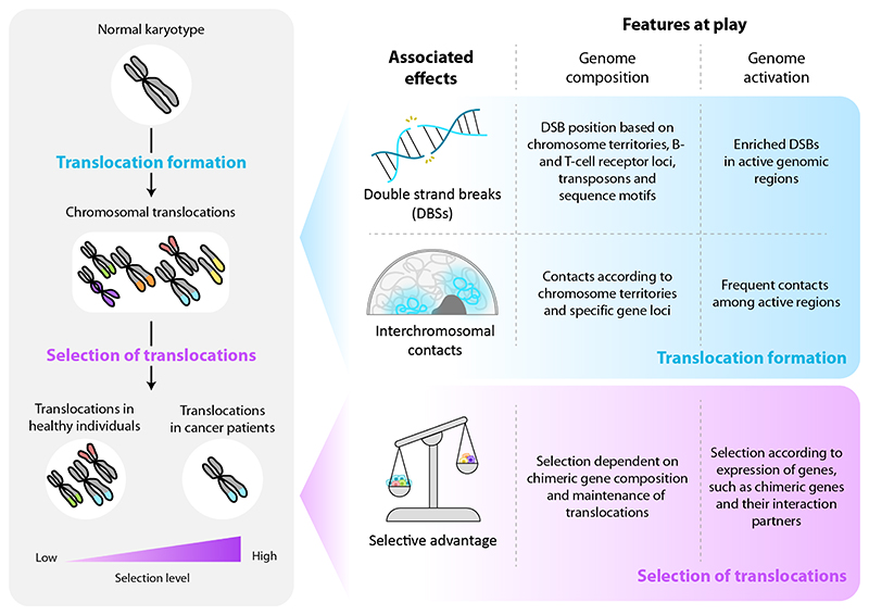 The role of genome composition and activation in shaping the translocation landscape in health and disease.
