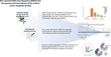 Evidence of endogenous non-retroviral RNA virus sequences into the genome and transcriptome of the malaria vector Anopheles darlingi