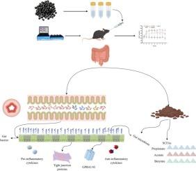 Impact of black soybean peptides on intestinal barrier function and gut microbiota in hypertensive mice