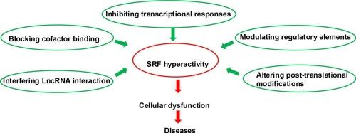 New insights into the pharmacological inhibition of SRF activity: Key inhibitory targets and mechanisms