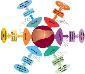 New approaches to the treatment of metabolic dysfunction-associated steatotic liver with natural products