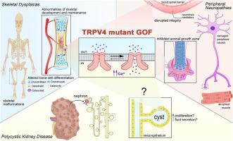 Roles for TRPV4 in disease: A discussion of possible mechanisms