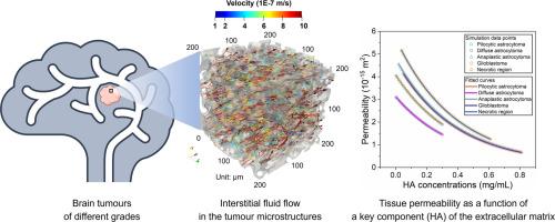 Exploring tissue permeability of brain tumours in different grades: Insights from pore-scale fluid dynamics analysis