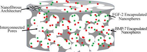 Nanofibrous 3D scaffolds capable of individually controlled BMP and FGF release for the regulation of bone regeneration