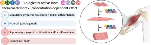 Ionic medicine: Exploiting metallic ions to stimulate skeletal muscle tissue regeneration