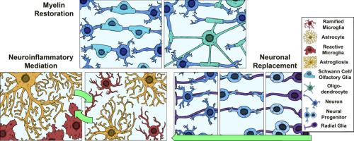 Glia in tissue engineering: From biomaterial tools to transplantation