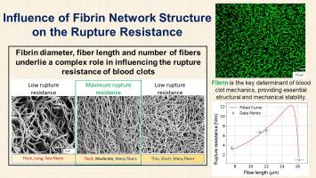 Rupture mechanics of blood clots: Influence of fibrin network structure on the rupture resistance