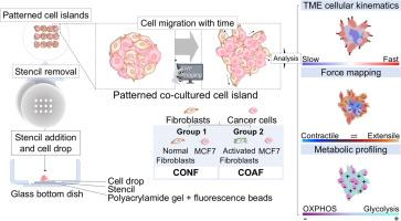 2D co-culture model reveals a biophysical interplay between activated fibroblasts and cancer cells