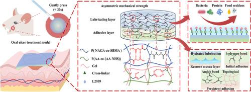 A bio-inspired Janus hydrogel patch facilitates oral ulcer repair by combining prolonged wet adhesion and lubrication