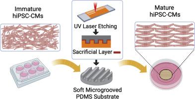 Developing a soft micropatterned substrate to enhance maturation of human induced pluripotent stem cell-derived cardiomyocytes