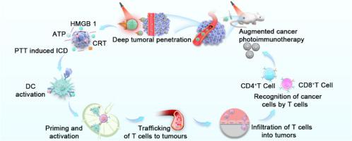 NIR-activated Janus nanomotors with promoted tumor permeability for synergistic photo-immunotherapy