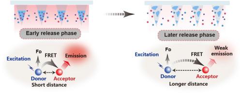 Visualization of the degradation of long-acting microneedles and correlation of drug release in vivo based on FRET mechanism