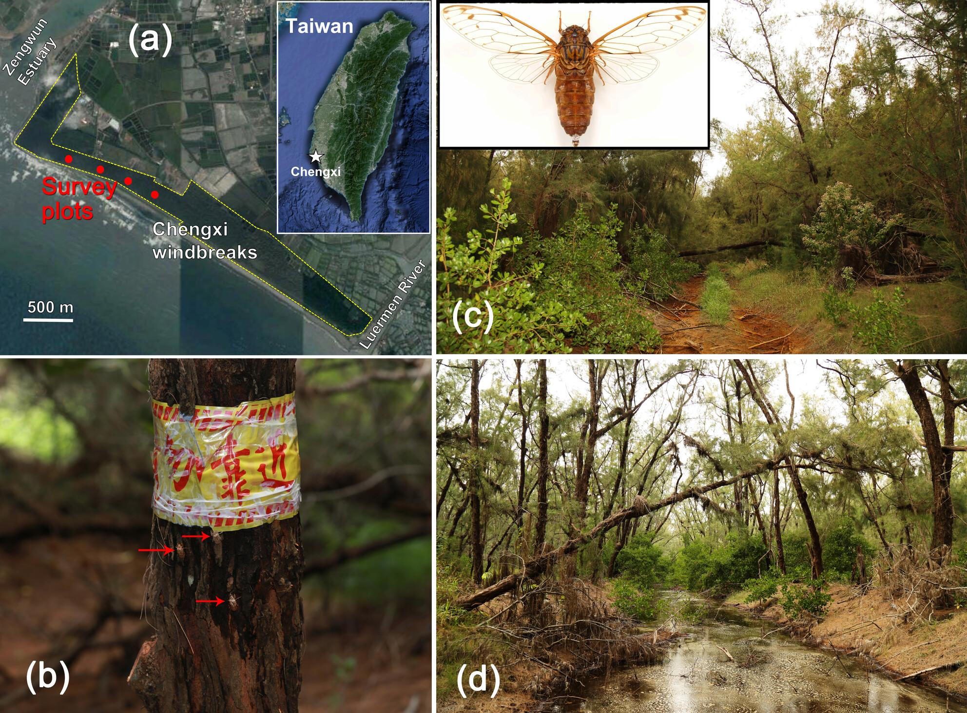 Is climate change to blame? Increased rainfall reduces emergence of Taiwanosemia hoppoensis (Hemiptera: Cicadidae) in coastal windbreak forests