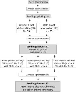 Growth and biomass-allocation responses of arabica coffee young plants subjected to the interactive effects of root deformation and light availability