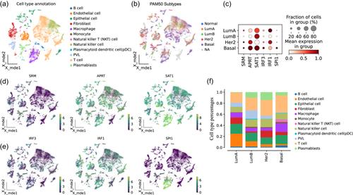 Subtype-specific transcription factors affect polyamine metabolism and the tumor microenvironment in breast cancer