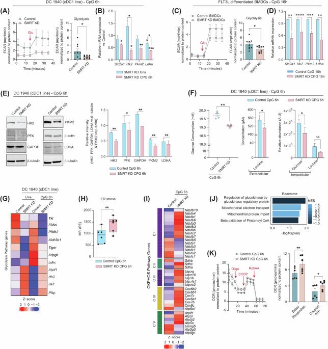 SMRT-depleted conventional DCs maintain inflammation despite lower glycolysis via mTOR signalling and succinate oxidation