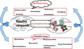 Rediscovering the chemistry of the Cunninghamella species: potential fungi for metabolites and enzymes of biological, industrial, and environmental values