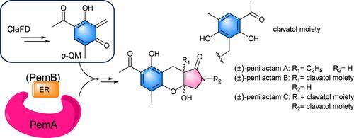 Biosynthesis of Tetramate Derivatives in Penicillium crustosum Reveals the Involvement of ortho-Quinone Methide in Crosstalk of Multiple Pathways