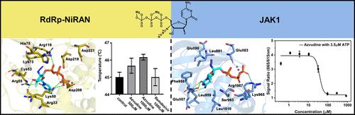 Identification of RdRp-NiRAN/JAK1 Dual-Target Drugs for COVID-19 Treatment
