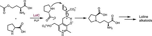 Molecular Basis for Cγ-N Bond Formation by PLP-Dependent Enzyme LolC