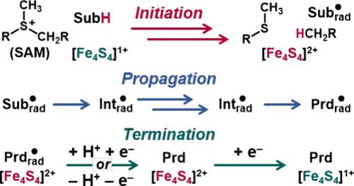 Initiation, Propagation, and Termination in the Chemistry of Radical SAM Enzymes
