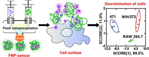 Rapid Identification of Cell Types and Phenotypic States Using a One-Polymer Multichannel Nanosensor Fabricated via Flash Nanoprecipitation