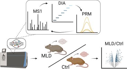 Data-Independent Acquisition–Parallel Reaction Monitoring Acquisition Reveals Age-Dependent Alterations of the Lysosomal Proteome in a Mouse Model of Metachromatic Leukodystrophy