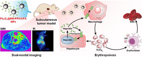 Functionalized Iron Oxide Nanoparticles for Both Dual-Modal Imaging and Erythropoiesis