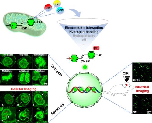 Targeted Conversion from Mitochondria to the Nucleus of Hydroxystyrylpyridinium by Introducing Only an Additional o-Hydroxyl Group