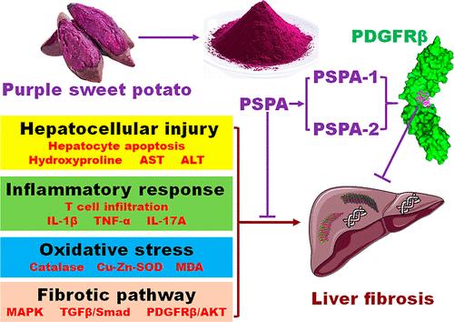 Mechanistic Study of Purple Sweet Potato Anthocyanins: Multifaceted Anti-Fibrotic Effects and Targeting of PDGFRβ in Liver Fibrosis