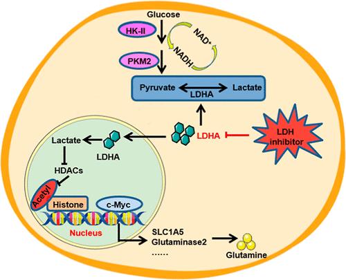 Lactate Dehydrogenase Inhibition Protects against Hepatic Fibrosis by Regulating Metabolic Reprogramming of Hepatic Stellate Cells