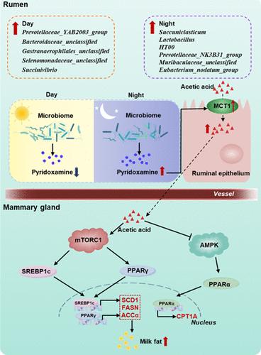 Circadian Rhythm Enhances mTORC1/AMPK Pathway-Mediated Milk Fat Synthesis in Dairy Cows via the Microbial Metabolite Acetic Acid