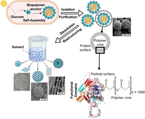 Restructuring Biologically Assembled Binding Protein-Biopolymer Conjugates toward Advanced Materials