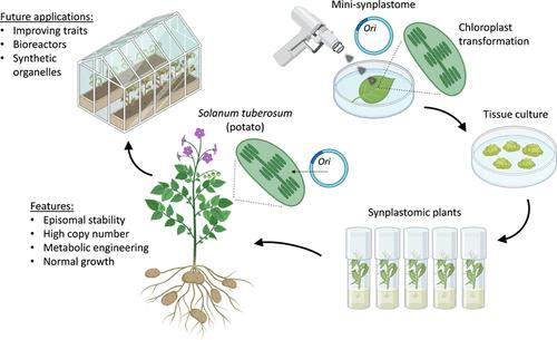 An Optimized Version of the Small Synthetic Genome (Mini-Synplastome) for Plastid Metabolic Engineering in Solanum tuberosum (Potato)