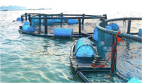 Growth Performance of Asian Seabass (Lates calcarifer, Bloch) in Relation to Stocking Density: Initial Results From Seabass Culture in Open Sea Floating Net Cages in the Cox's Bazar Coast, Bay of Bengal, Bangladesh
