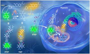 A ratiometric two-photon fluorescent probe for the quantification of nitroreductase in hypoxic neurons†