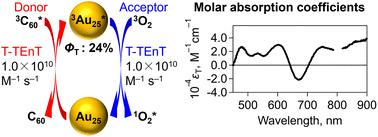 Sensitization experiments of ultrasmall gold nanoclusters: determination of triplet quantum yields and molar absorption coefficients†