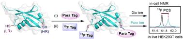 19F-PCS measurements on proteins in live mammalian cells†