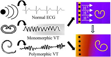 Effect of concentration gradient on spiral wave dynamics in the Belousov–Zhabotinsky reaction system†