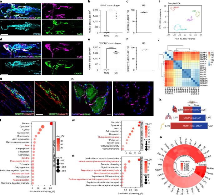 Macrophages excite muscle spindles with glutamate to bolster locomotion
