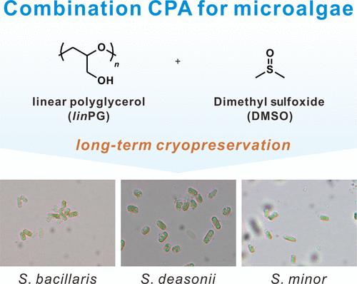 Synergistic Effect of Polyglycerol and DMSO for Long-Term Cryopreservation of Stichococcus Species