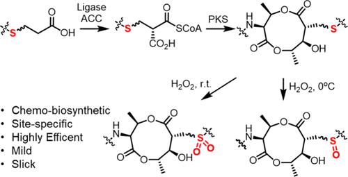 Site-Specific Introduction of Sulfoxides and Sulfones into Polyketide Scaffolds through a Relayed Chemo-Biosynthetic Strategy