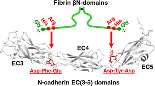 Identification of Amino Acid Residues Critical for the Interaction of Fibrin with N-Cadherin