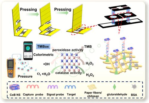 Pop-Up Paper-Based Biosensor for a Dual-Mode Lung Cancer ctDNA Assay Based on Novel CoB Nanosheets with Dual-Enzyme Activities and a Portable Smartphone/Barometer for Readout