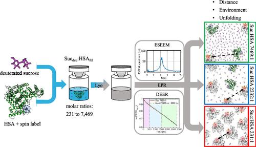 Insights into Folding and Molecular Environment of Lyophilized Proteins Using Pulsed Electron Paramagnetic Resonance Spectroscopy