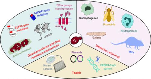 Candida glabrata: A Tale of Stealth and Endurance