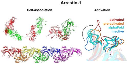 Insights into the Activation and Self-Association of Arrestin-1