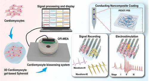PEDOT: PSS-Modified Organic Flexible and Implantable Microelectrode for Internal Bi-Directional Electrophysiology of Three-Dimensional Cardiomyocyte Spheroid